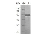 > 85 % as determined by reducing SDS-PAGE.