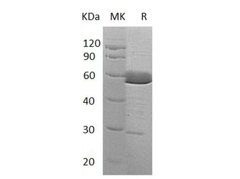 > 85 % as determined by reducing SDS-PAGE.