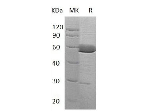 > 85 % as determined by reducing SDS-PAGE.