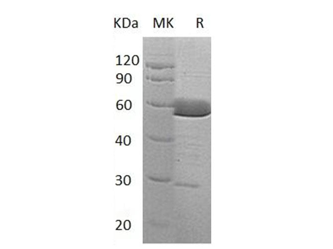 > 85 % as determined by reducing SDS-PAGE.
