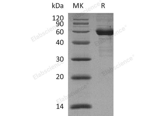 > 90 % as determined by reducing SDS-PAGE.