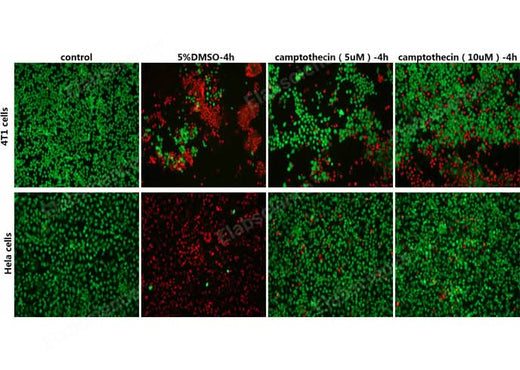 4T1 cells and Hela cells were treated with 5 % DMSO, 5μM Camptothecin, 10μM Camptothecin for 4h, then stained with Calcein-AM / PI Double Staining Kit and photographed.