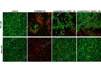 4T1 cells and Hela cells were treated with 5 % DMSO, 5μM Camptothecin, 10μM Camptothecin for 4h, then stained with Calcein-AM / PI Double Staining Kit and photographed.