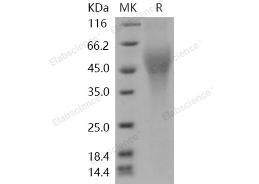 > 95 % as determined by reducing SDS-PAGE.