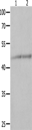 Anti-Human/Mouse NCK1 Antibody - ABMIUM