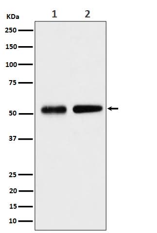 Anti-Septin 8 Rabbit Monoclonal Antibody Boster Bio