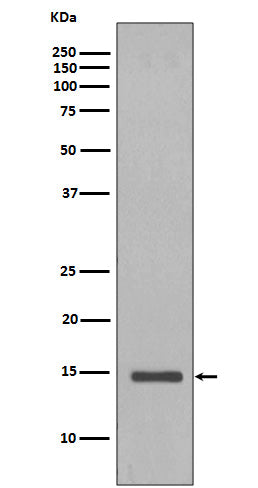 Anti-Histone H2B (yeast) HIST1H2BC Rabbit Monoclonal Antibody Boster Bio