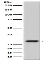 Anti-GFP Rabbit Monoclonal Antibody Boster Bio