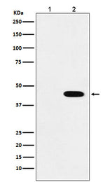 Anti-Flag-Tag Mouse Monoclonal Antibody Boster Bio