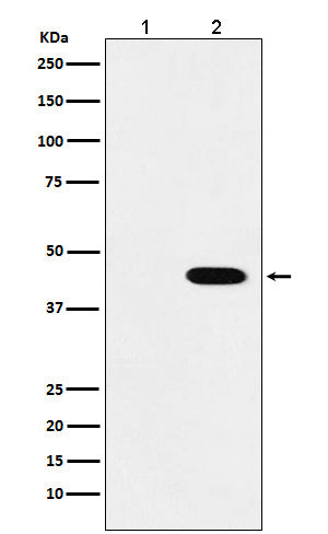 Anti-Flag-Tag Mouse Monoclonal Antibody Boster Bio
