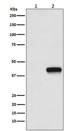 Anti-Flag-Tag Mouse Monoclonal Antibody Boster Bio