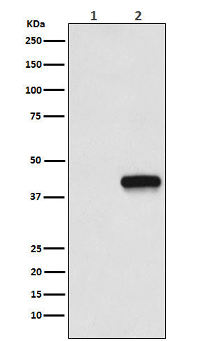 Anti-Flag-Tag Mouse Monoclonal Antibody Boster Bio