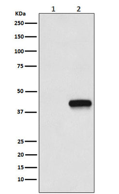 Anti-Flag-Tag Mouse Monoclonal Antibody Boster Bio