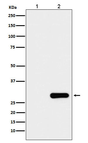 Anti-GFP-Tag Mouse Monoclonal Antibody Boster Bio