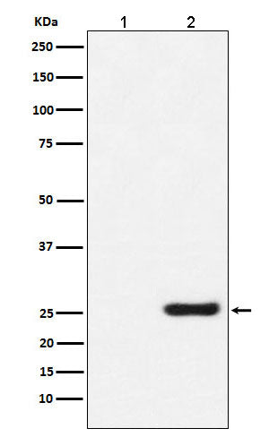 Anti-GST-Tag Mouse Monoclonal Antibody Boster Bio