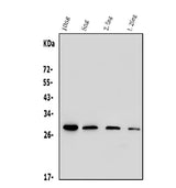 Anti-His Tag Antibody Picoband® (monoclonal, 19b10 Boster Bio