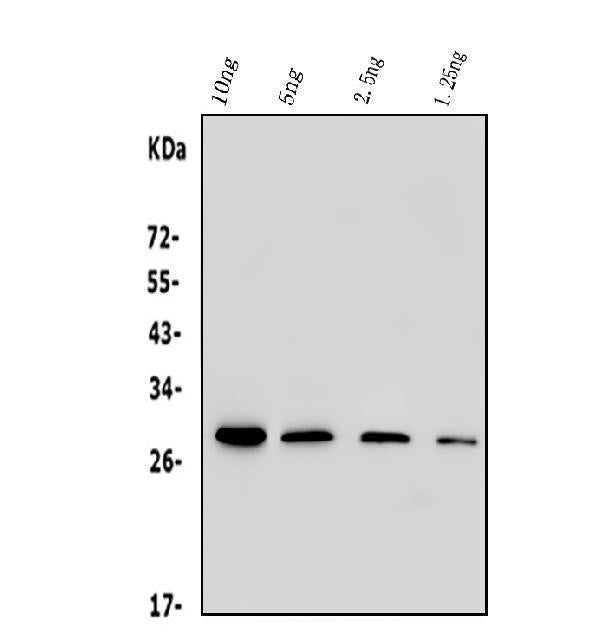 Anti-His Tag Antibody Picoband® (monoclonal, 19b10 Boster Bio