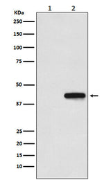 Anti-His-Tag Mouse Monoclonal Antibody Boster Bio