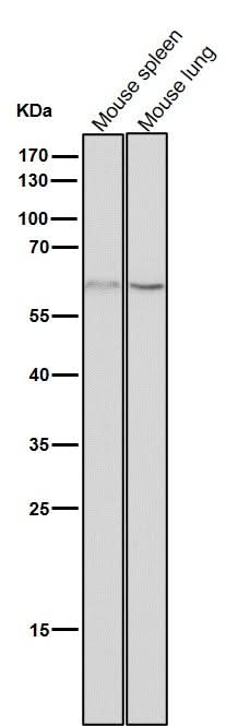 Anti-NELFB Rabbit Monoclonal Antibody Boster Bio