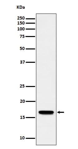 Anti-TCEB2 Rabbit Monoclonal Antibody Boster Bio
