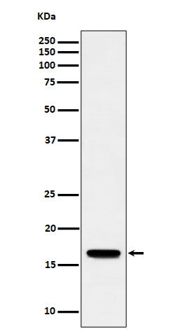 Anti-TCEB2 Rabbit Monoclonal Antibody Boster Bio