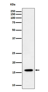 Anti-TCEB2 Rabbit Monoclonal Antibody Boster Bio