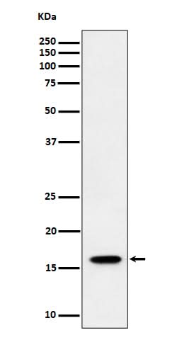 Anti-TCEB2 Rabbit Monoclonal Antibody Boster Bio