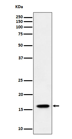Anti-TCEB2 Rabbit Monoclonal Antibody Boster Bio
