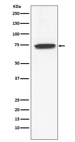 Anti-GCYA3 Rabbit Monoclonal Antibody Boster Bio