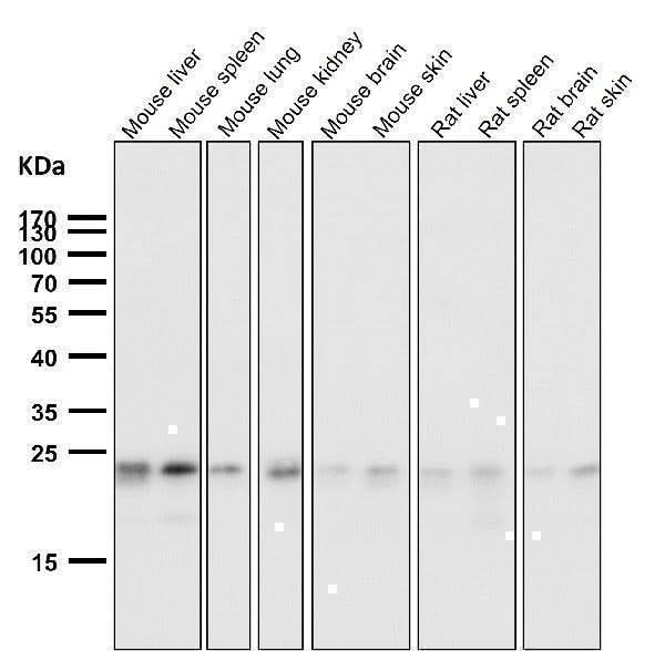 Anti-HN1 Rabbit Monoclonal Antibody Boster Bio