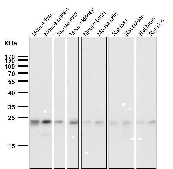 Anti-HN1 Rabbit Monoclonal Antibody Boster Bio