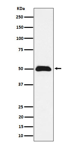 Anti-CCDC98 Rabbit Monoclonal Antibody Boster Bio