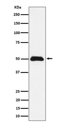 Anti-CCDC98 Rabbit Monoclonal Antibody Boster Bio
