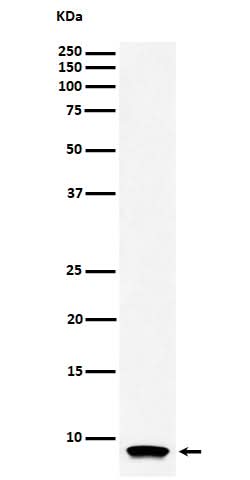 Anti-ATP5G1 Rabbit Monoclonal Antibody Boster Bio