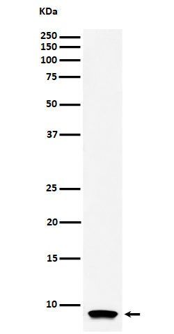 Anti-ATP5G1 Rabbit Monoclonal Antibody Boster Bio