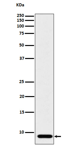 Anti-ATP5G1 Rabbit Monoclonal Antibody Boster Bio