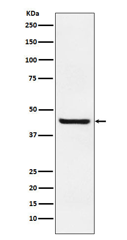 Anti-Septin 2 Rabbit Monoclonal Antibody Boster Bio
