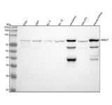 Anti-MUTA Rabbit Monoclonal Antibody Boster Bio