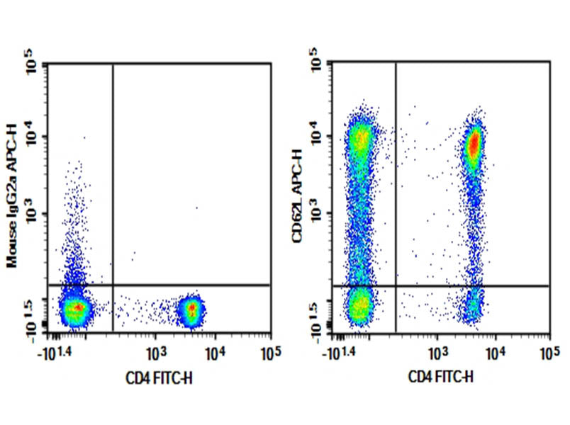 Human peripheral blood lymphocytes were stained with 0.2 μg Purified Anti-Human CD62L Antibody[HI62L] (Right) and 0.2 μg Mouse IgG2a, κ Isotype Control (Left), followed by APC-conjugated Goat Anti-Mouse IgG Secondary Antibody, then anti-Human CD4 FITC-conjugated Monoclonal Antibody.
