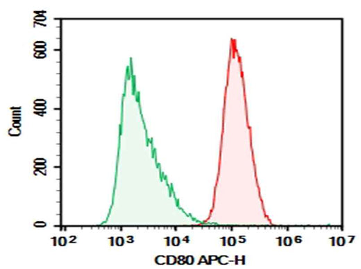 Anti-Human CD80 Antibody [2F4] - ABMIUM