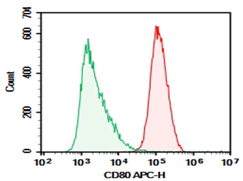 Anti-Human CD80 Antibody [2F4] - ABMIUM
