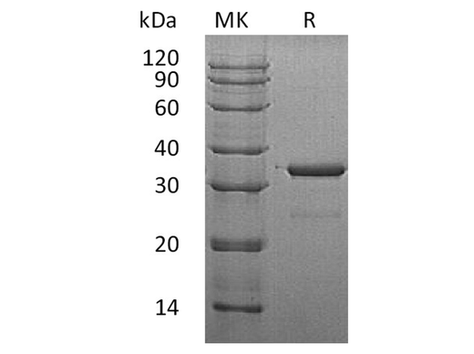 > 95 % as determined by reducing SDS-PAGE.