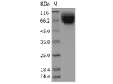 > 95 % as determined by reducing SDS-PAGE.