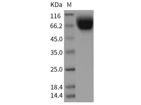 > 95 % as determined by reducing SDS-PAGE.