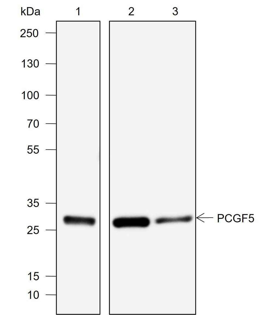 Anti-Human/Rat/Mouse PCGF5 Antibody [A765]