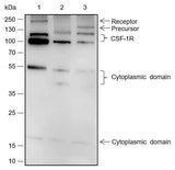 Anti-Rat/Mouse CSF-1R Antibody [A490]