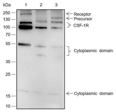 Anti-Rat/Mouse CSF-1R Antibody [A490]