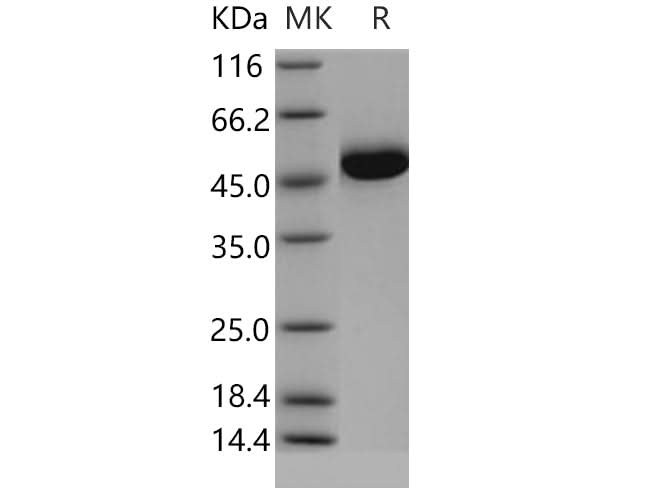 > 95 % as determined by reducing SDS-PAGE.