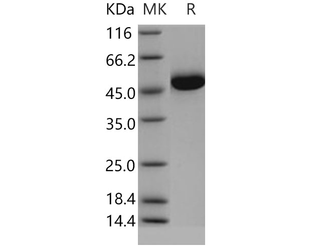 > 95 % as determined by reducing SDS-PAGE.