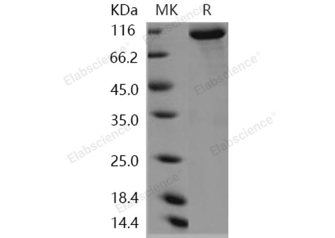 > 85 % as determined by reducing SDS-PAGE.
